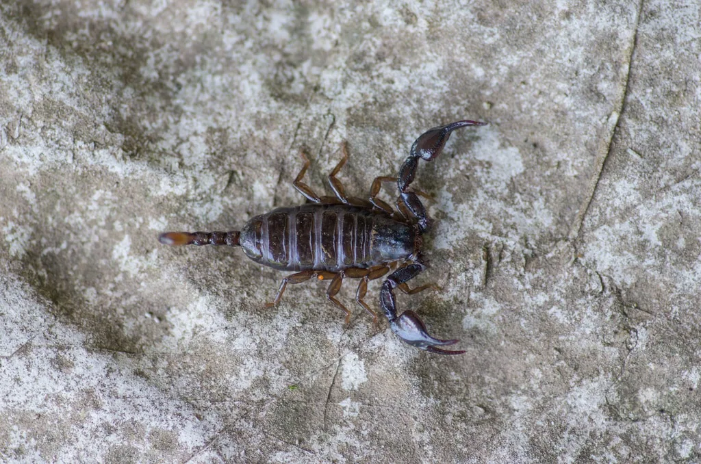მეგრული მორიელი (Euscorpius mingrelicus) დასავლეთ საქართველო
