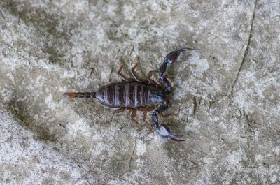 Karadeniz akrebi (Euscorpius mingrelicus) — წალენჯიხა — Andrii Rusnak