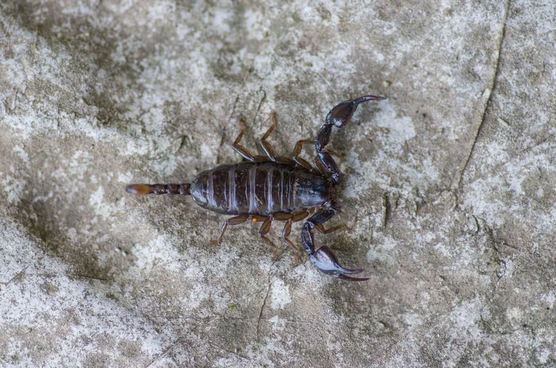 Karadeniz akrebi (Euscorpius mingrelicus) — წალენჯიხა — Andrii Rusnak