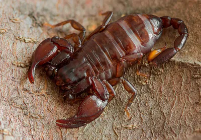 Karadeniz akrebi (Euscorpius mingrelicus) — ბათუმი — Armen Seropian