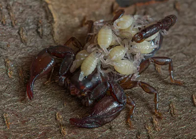 Karadeniz akrebi (Euscorpius mingrelicus) — ბათუმი — Armen Seropian