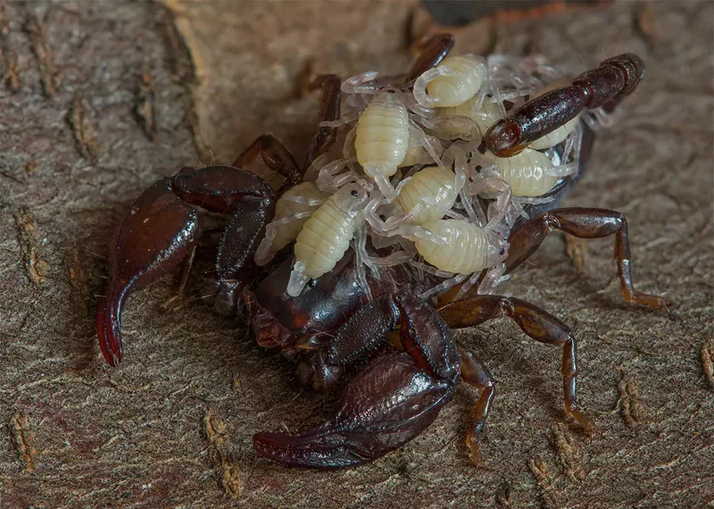 მეგრული მორიელი (Euscorpius mingrelicus) — ბათუმი