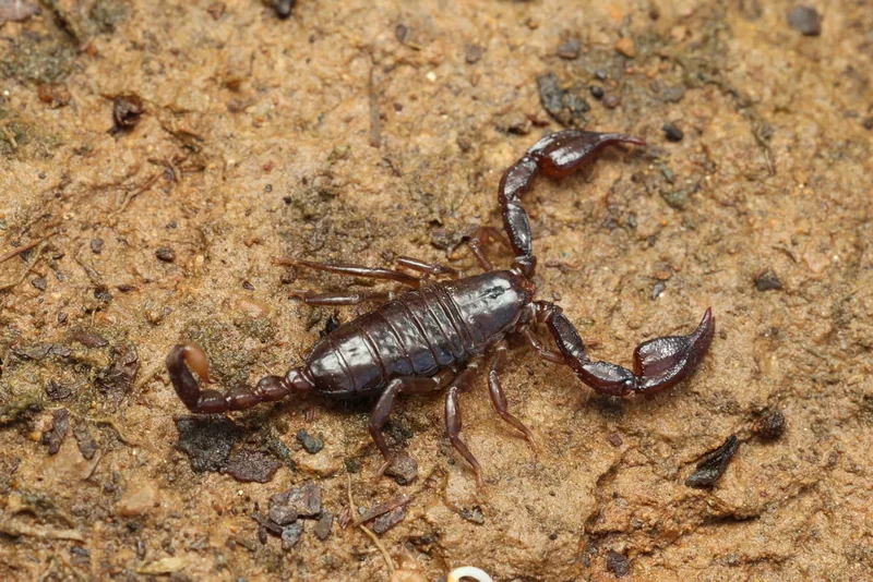 Karadeniz akrebi (Euscorpius mingrelicus) — ქობულეთი — Fabian A. Boetzl