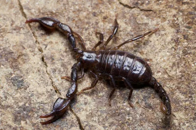 Karadeniz akrebi (Euscorpius mingrelicus) — ბათუმი — Frederic Griesbaum