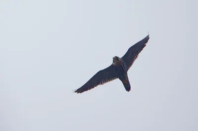 შავარდენი (Falco peregrinus) — ლიკანი