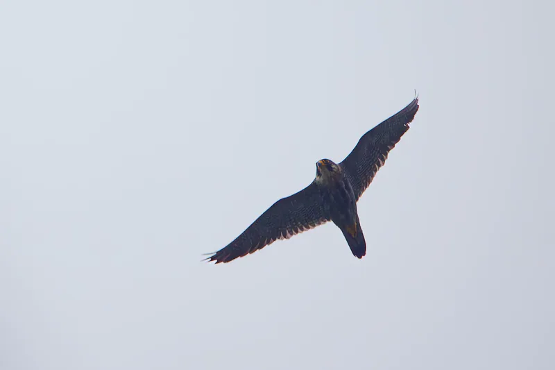 შავარდენი (Falco peregrinus) — ლიკანი — გიორგი ნაცვლიშვილი