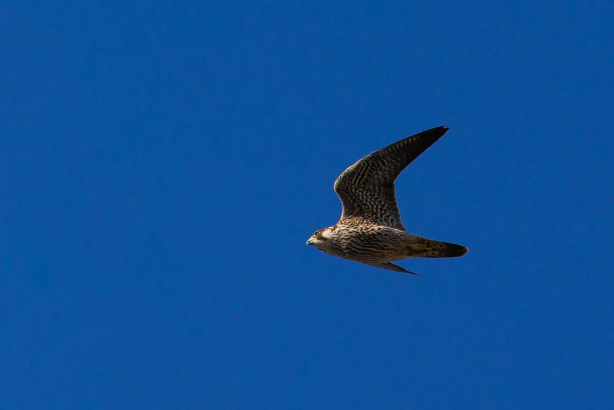 შავარდენი (Falco peregrinus) — თბილისი — გიორგი ნაცვლიშვილი