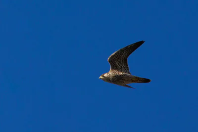 შავარდენი (Falco peregrinus) — თბილისი
