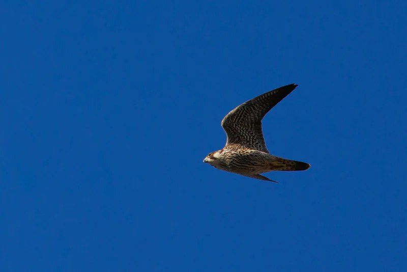 შავარდენი (Falco peregrinus) — თბილისი — გიორგი ნაცვლიშვილი