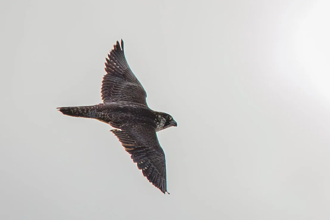 Peregrine falcon (Falco peregrinus) Year-round resident and migrant in Georgia