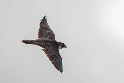 შავარდენი (Falco peregrinus) — ნადარბაზევის ტბა
