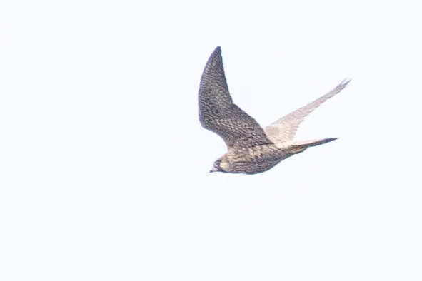 შავარდენი (Falco peregrinus) — სახალვაშო — leekelai
