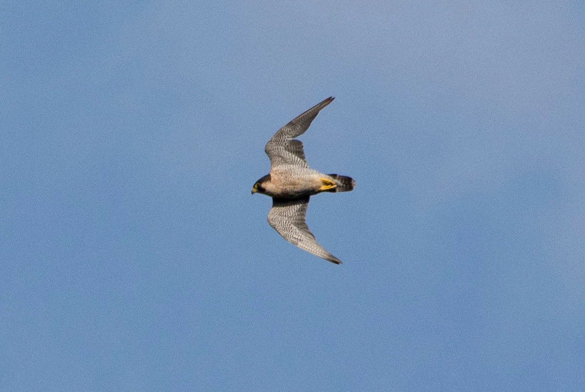 შავარდენი (Falco peregrinus) მთელი წლის რეზიდენტი და მიგრანტი საქართველოში