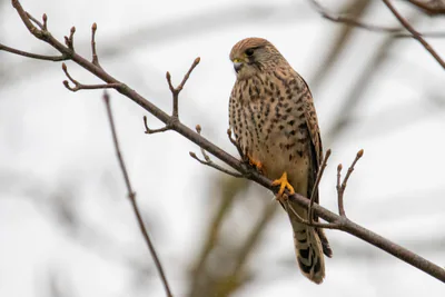 Kerkenez (Falco tinnunculus) — Franconville, Fransa — Alexis Lours / CC BY 4.0