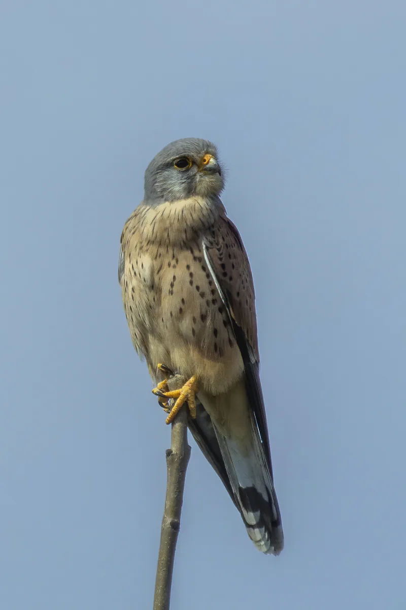 Kerkenez (Falco tinnunculus) — ფარმური, ოქსფორდშირი, გაერთიანებული სამეფო — Charles J. Sharp / CC BY-SA 4.0