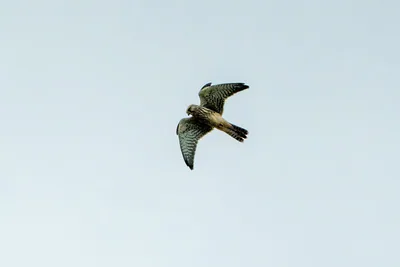 Kerkenez (Falco tinnunculus) — ყაზბეგი — David Roche