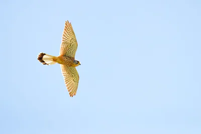 Kerkenez (Falco tinnunculus) — თბილისი — Donsky