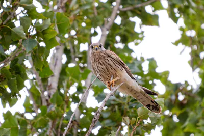 Kerkenez (Falco tinnunculus) — თბილისი — Donsky