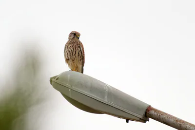 Kerkenez (Falco tinnunculus) — თბილისი — Donsky