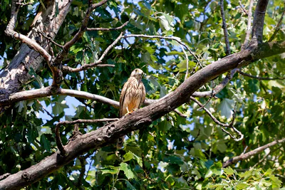 Kerkenez (Falco tinnunculus) — თბილისი — Donsky