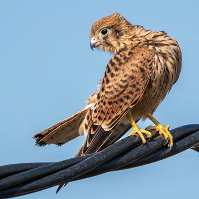 Kerkenez (Falco tinnunculus) — მცხეთა — gogopopo