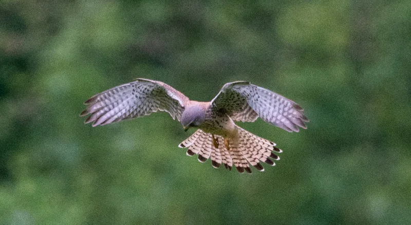 Kerkenez (Falco tinnunculus) — Bad Urach, Almanya — Paul Colin Hennig / firstdorsal.eu / CC BY-SA 4.0