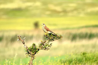 Kerkenez (Falco tinnunculus) — დედოფლისწყარო — Peter T. Rühr