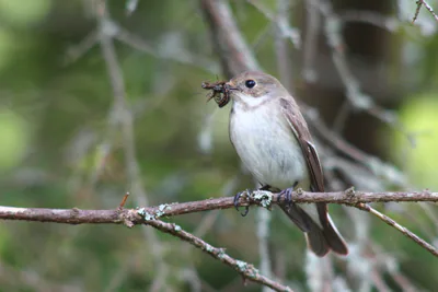 Kara sinekkapan (Ficedula hypoleuca) — ფინეთი — Crowbared