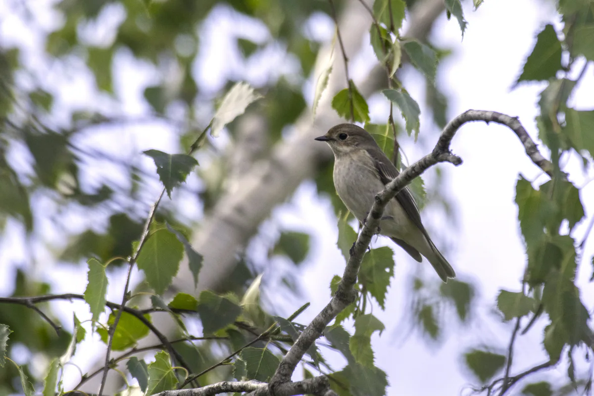ჭრელი მემატლია (Ficedula hypoleuca) — სებრონის ტბა — TRinaud