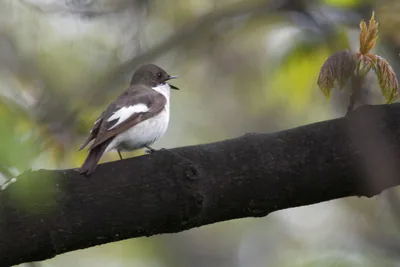Kara sinekkapan (Ficedula hypoleuca) — ლოძი — Jerzy Strzelecki
