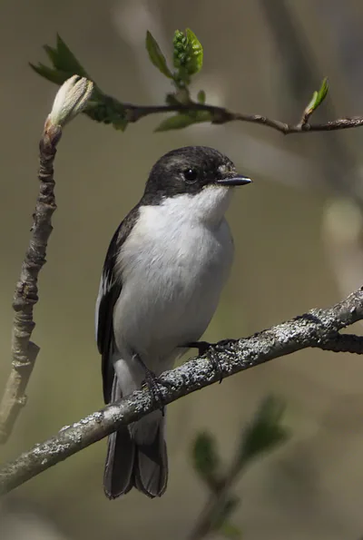 Kara sinekkapan (Ficedula hypoleuca) — ოულუ — Matti Virtala