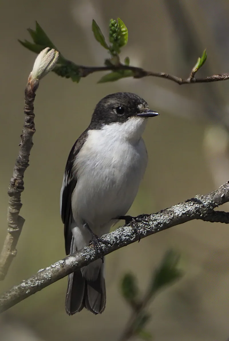 ჭრელი მემატლია (Ficedula hypoleuca) — ოულუ — Matti Virtala