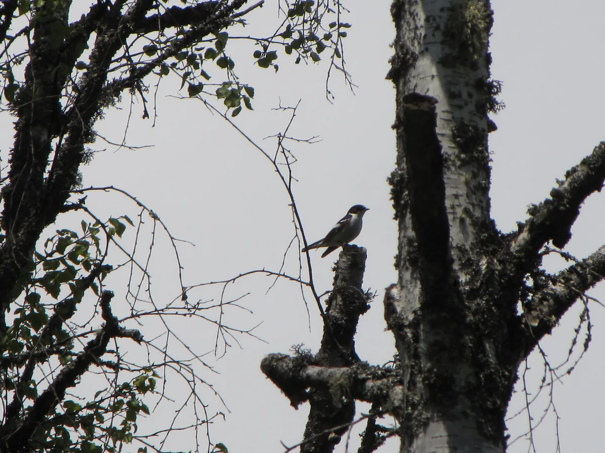 Semi-collared flycatcher (Ficedula semitorquata) Breeding migrant in Georgia