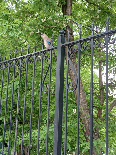 Eurasian jay (Garrulus glandarius) — Pyatigorsk — GennadyL