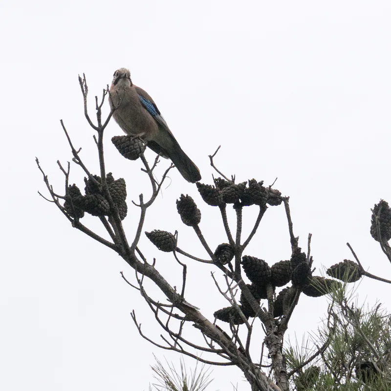 Eurasian jay (Garrulus glandarius) — Tbilisi — Alexey Komarov