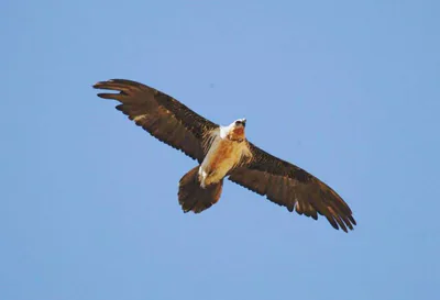 Bearded vulture (Gypaetus barbatus) — Kartsakhi — Alexander Abuladze