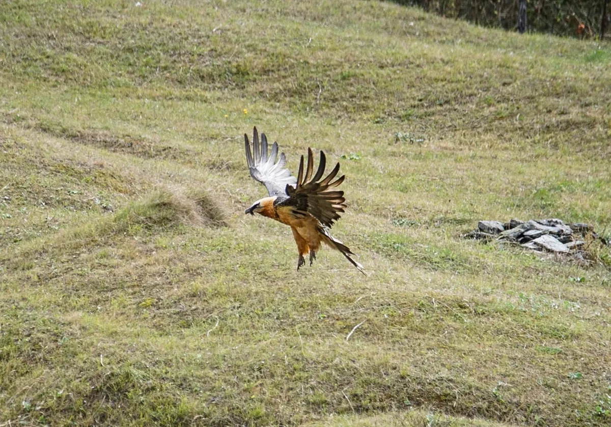 Bearded vulture (Gypaetus barbatus) — Kazbegi — Andreas Richter