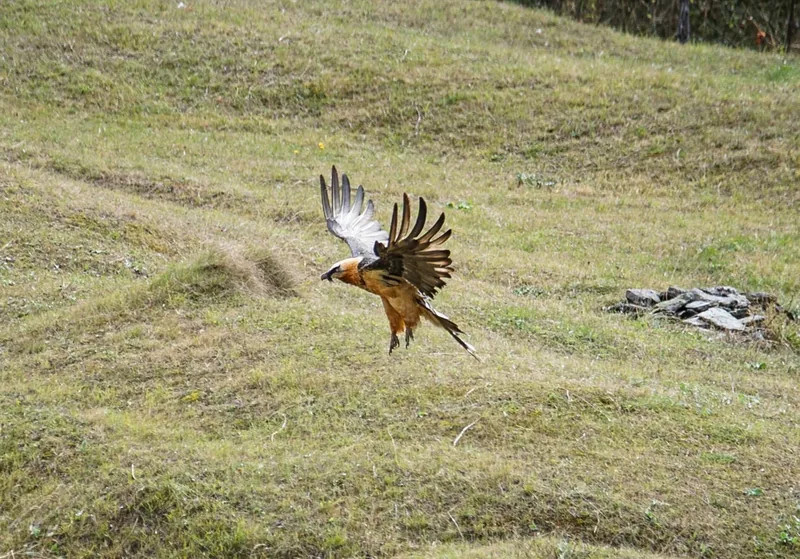 Bearded vulture (Gypaetus barbatus) — ყაზბეგი — Andreas Richter
