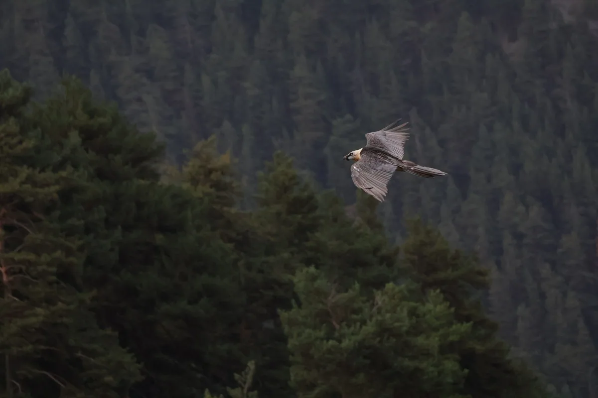 Bearded vulture (Gypaetus barbatus) — Akhmeta — Boaz Barness