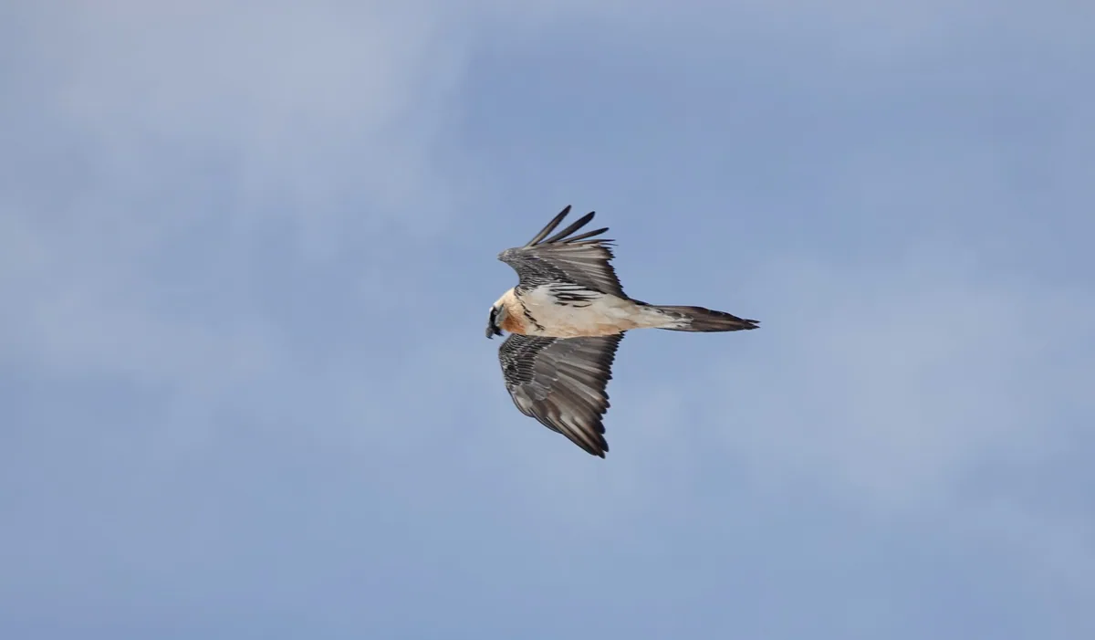 Bearded vulture (Gypaetus barbatus) — Gudauri — elenailina