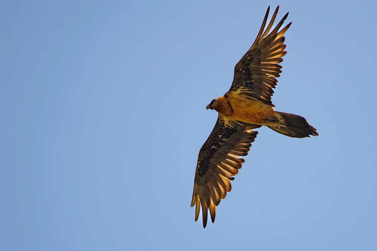 Bearded vulture (Gypaetus barbatus) — Kazbegi — Giorgi Natsvlishvili