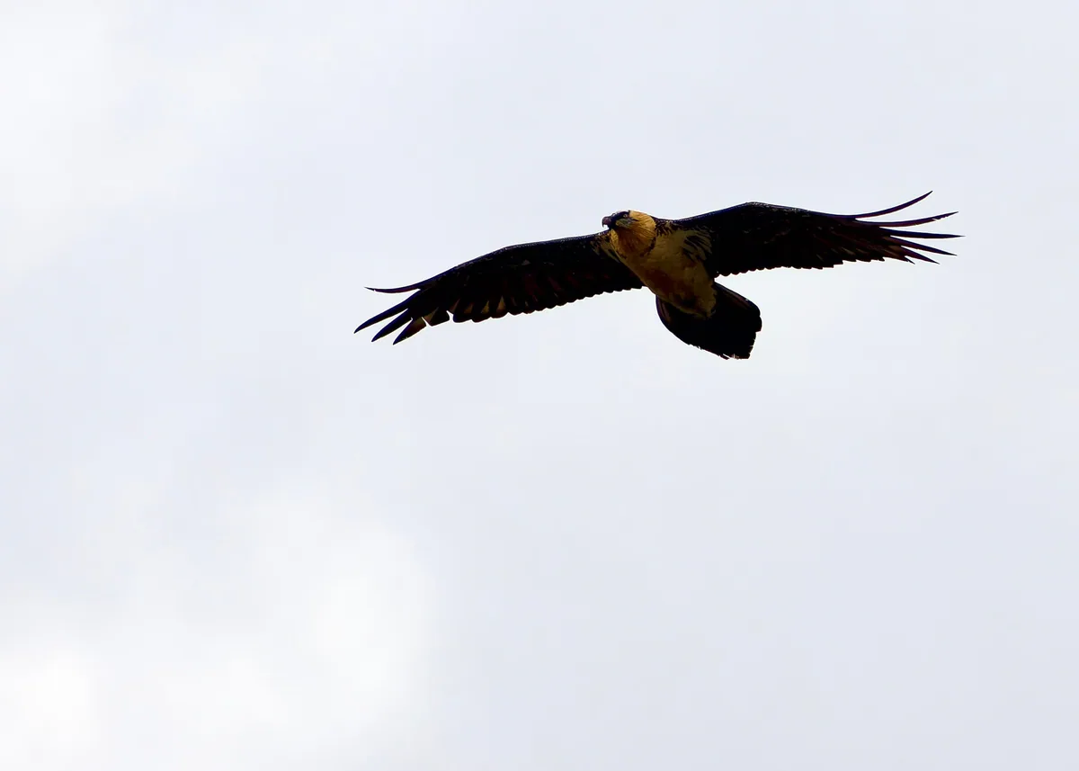 Bearded vulture (Gypaetus barbatus) — Kazbegi — Kenny Well