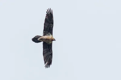 Bearded vulture (Gypaetus barbatus) — Lagodekhi — Nikita Tiunov