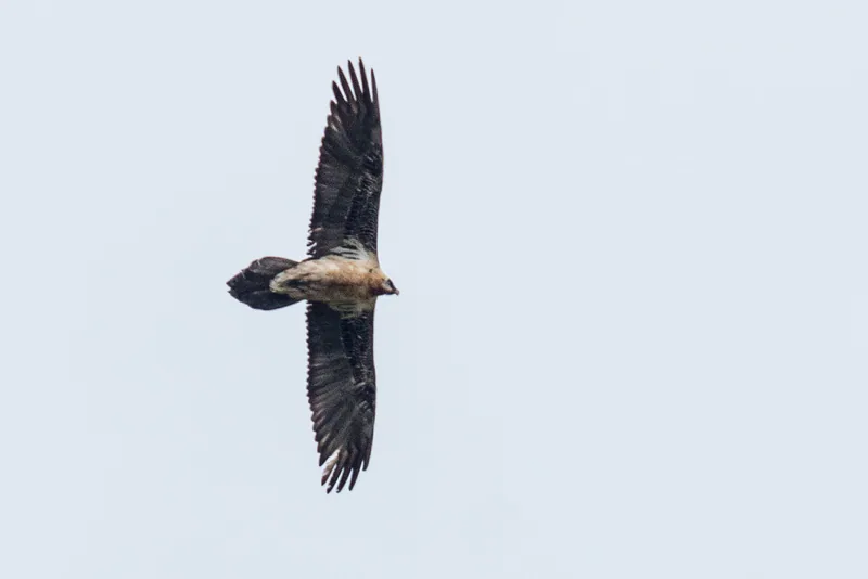 Sakallı akbaba (Gypaetus barbatus) — ლაგოდეხი