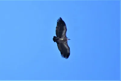 Белоголовый сип (Gyps fulvus) — ტვიში — ნიკო დვალი