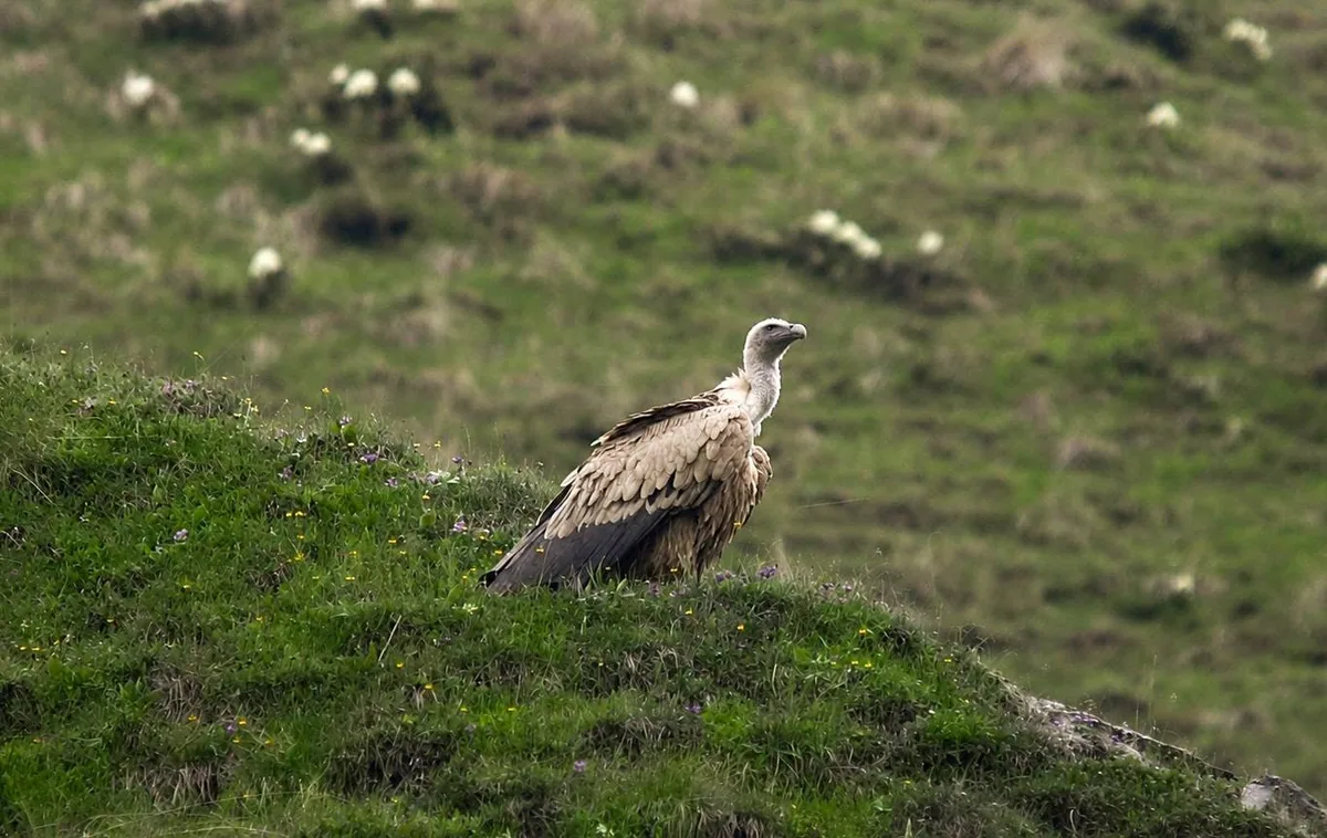 ორბი (Gyps fulvus) მთელი წლის რეზიდენტი და მიგრანტი საქართველოში