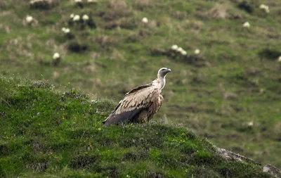 Белоголовый сип (Gyps fulvus) — Круглогодичный резидент и мигрант в Грузии — ველურ ბუნებასთან ახლოს