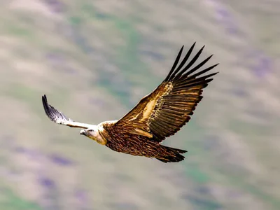 Kızıl akbaba (Gyps fulvus)