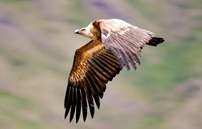 Kızıl akbaba (Gyps fulvus)