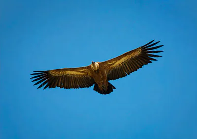 Kızıl akbaba (Gyps fulvus) — ყაზბეგი